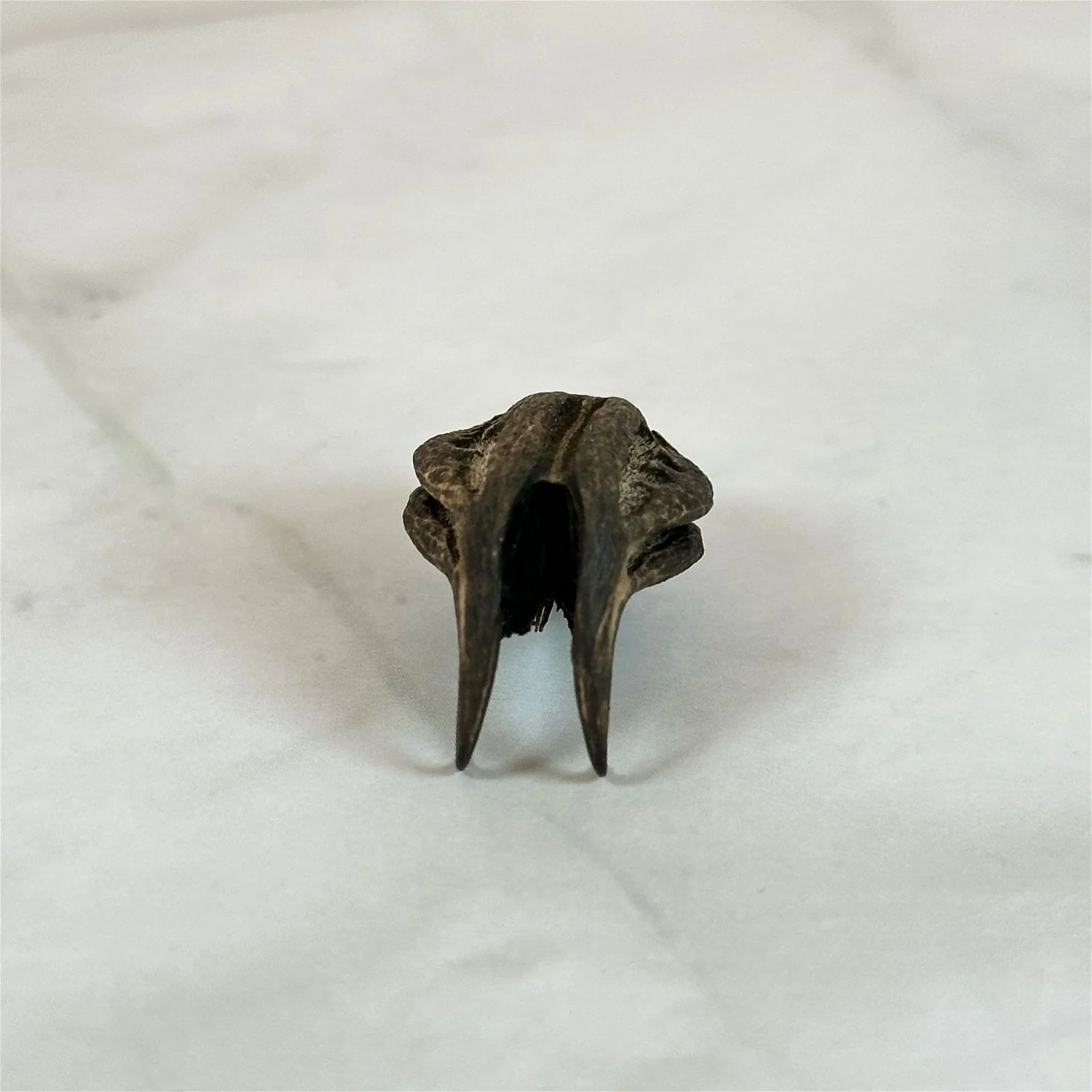 Graine Tête de Chauve-Souris - Image 3