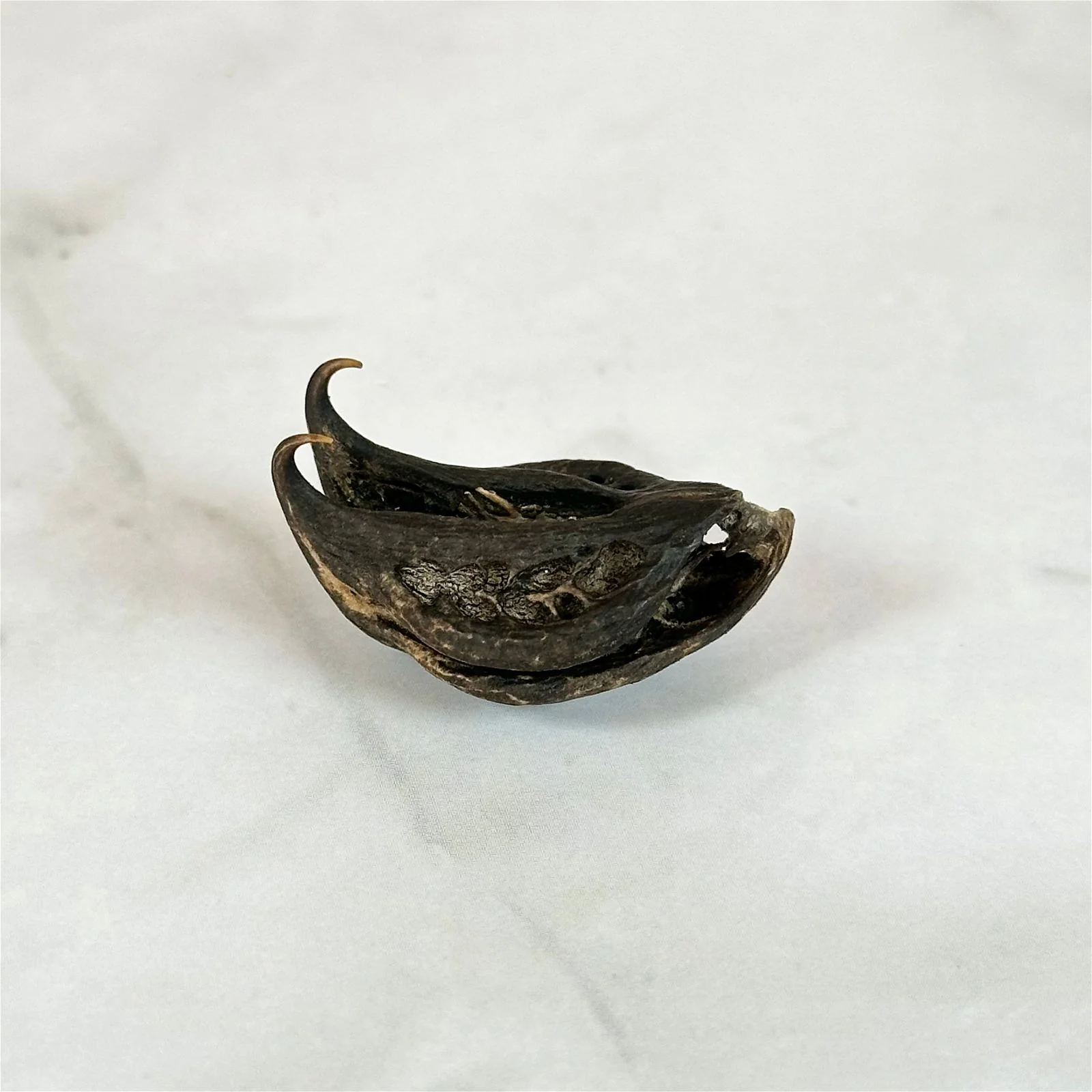 Graine Tête de Chauve-Souris - Image 5