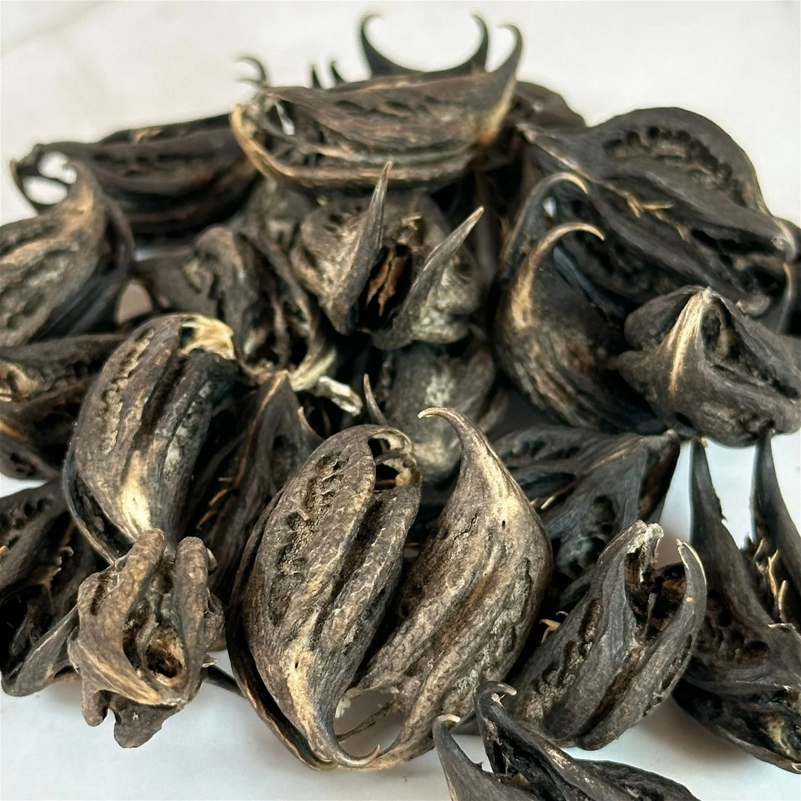 Graine Tête de Chauve-Souris - Image 6