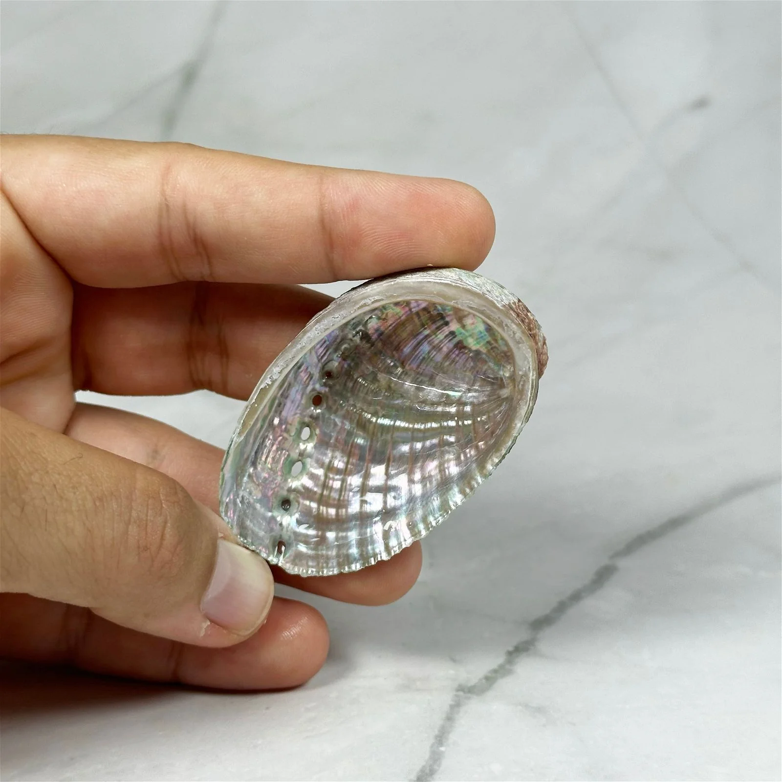 Petite coquille d'Ormeau - Image 3