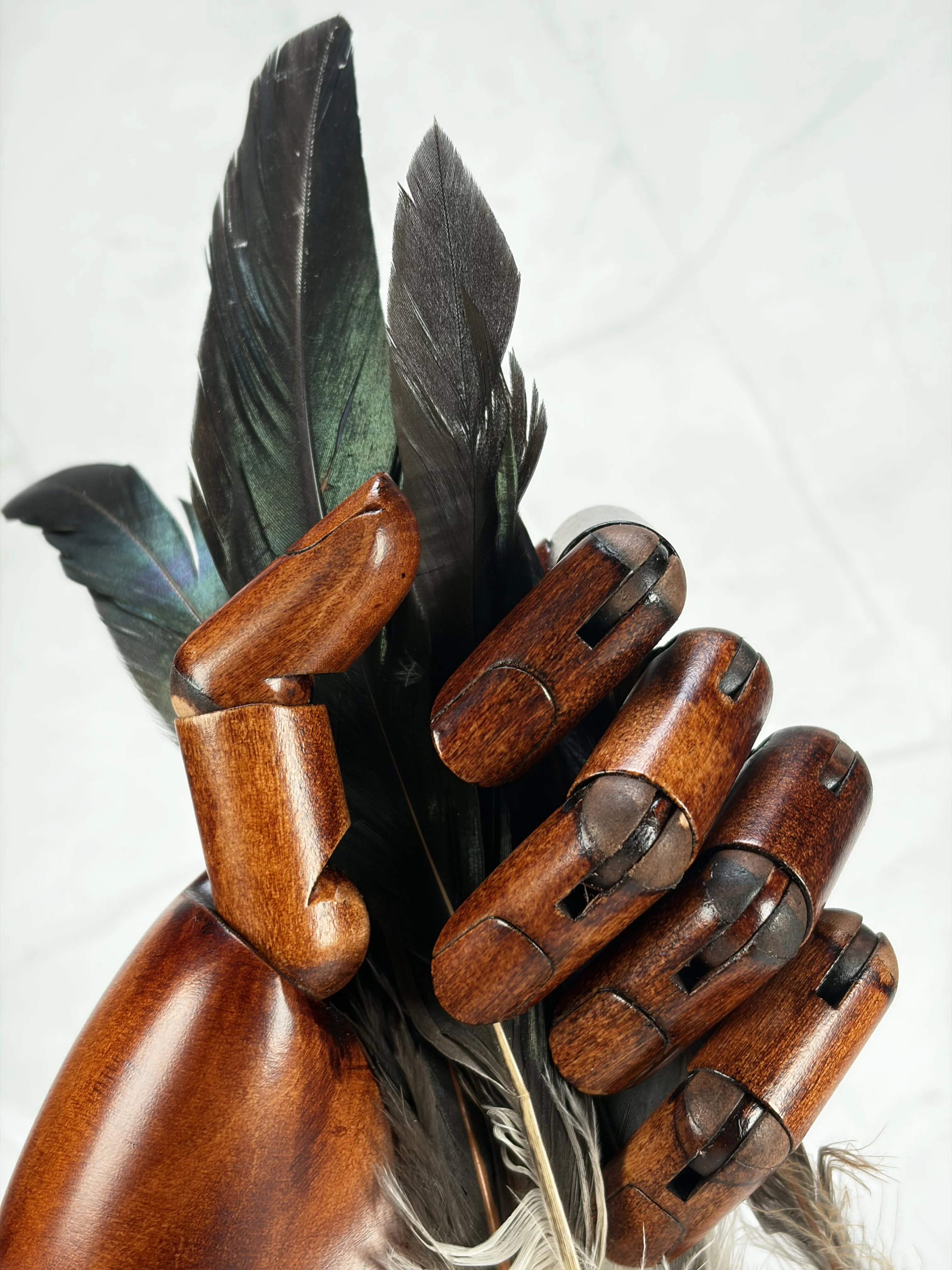 Plume de coq noir - Image 3