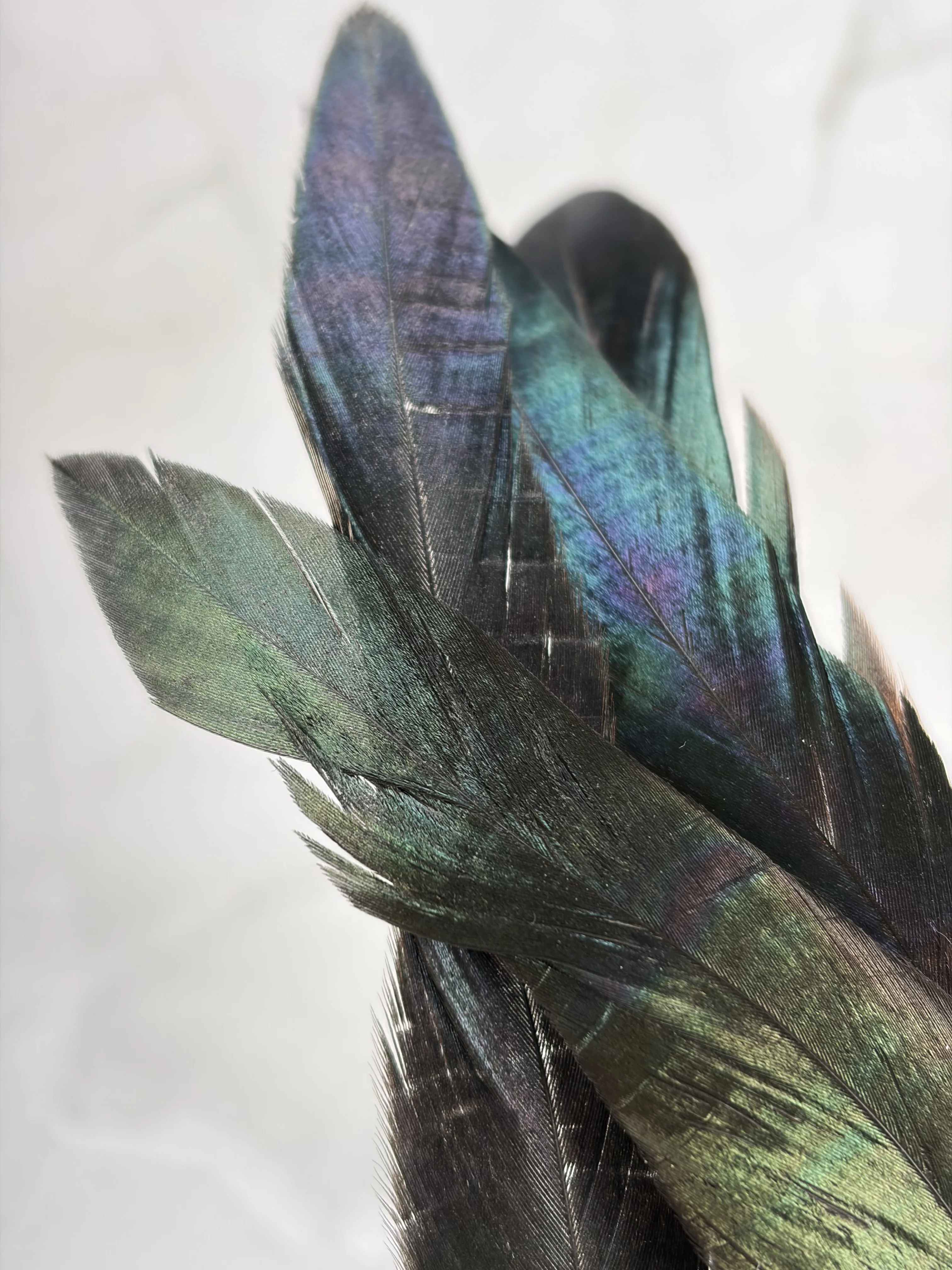 Plume de coq noir - Image 4