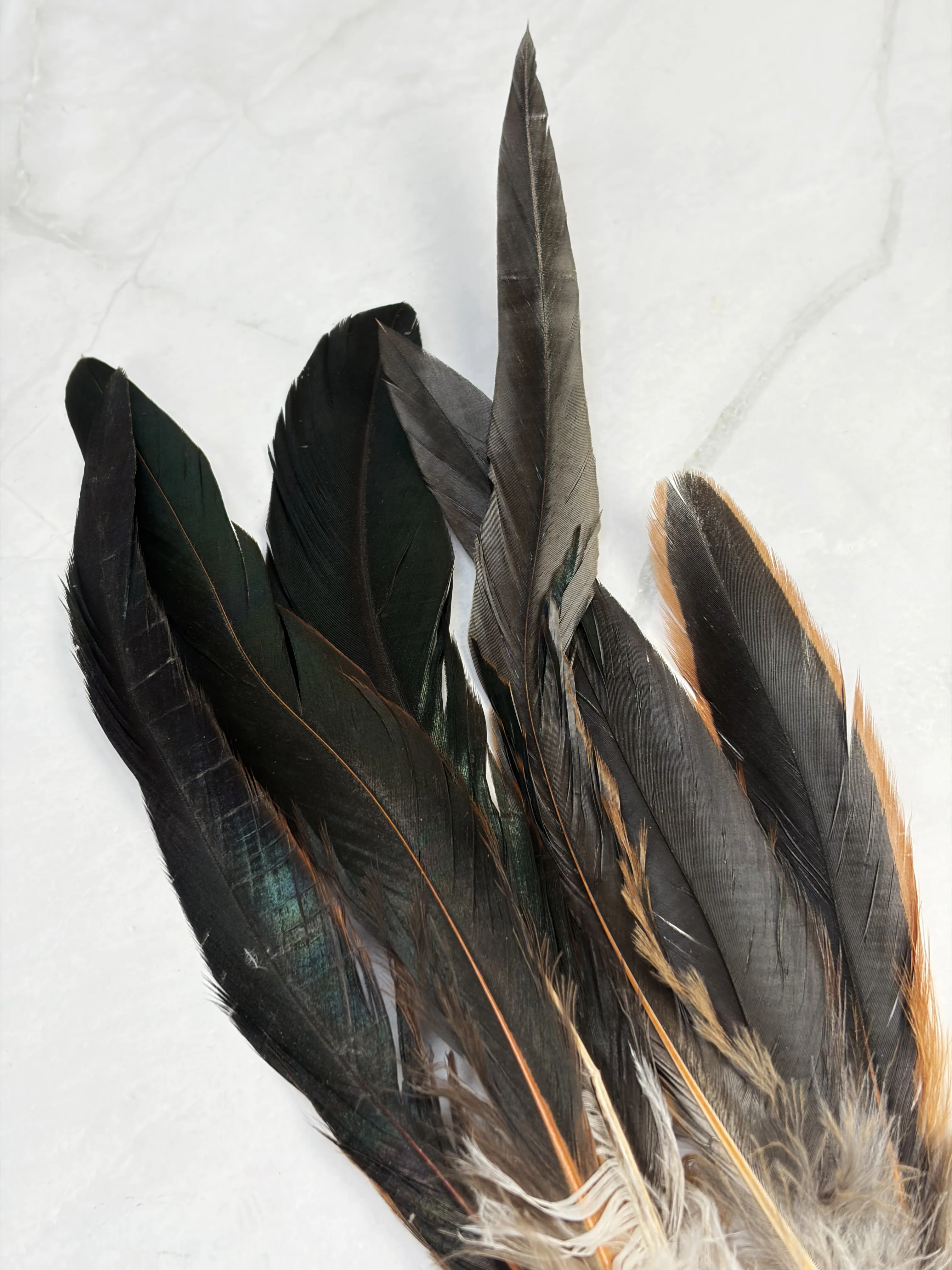 Plume de coq noir - Image 6