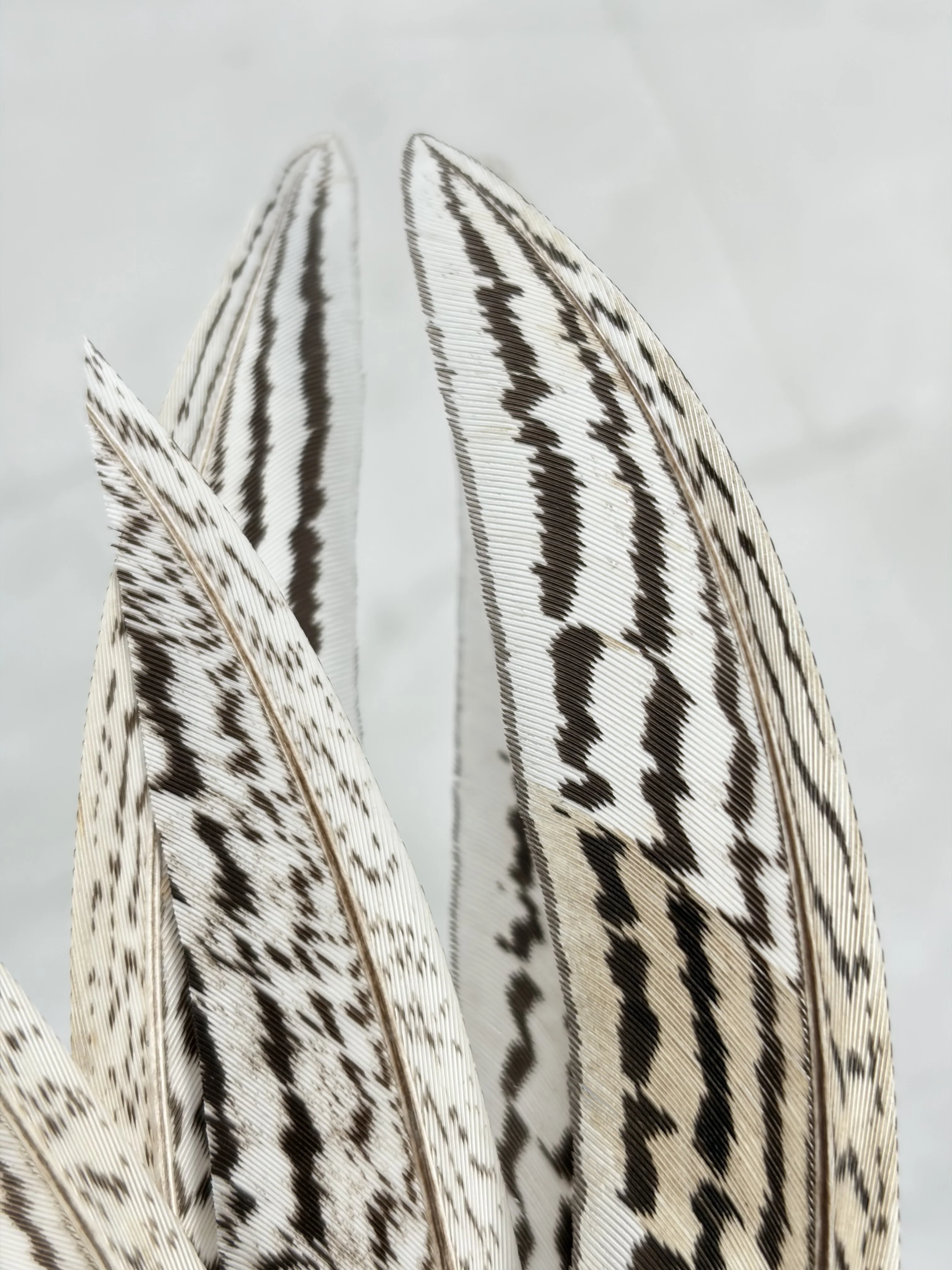 Plume de faisan argentée - Image 4