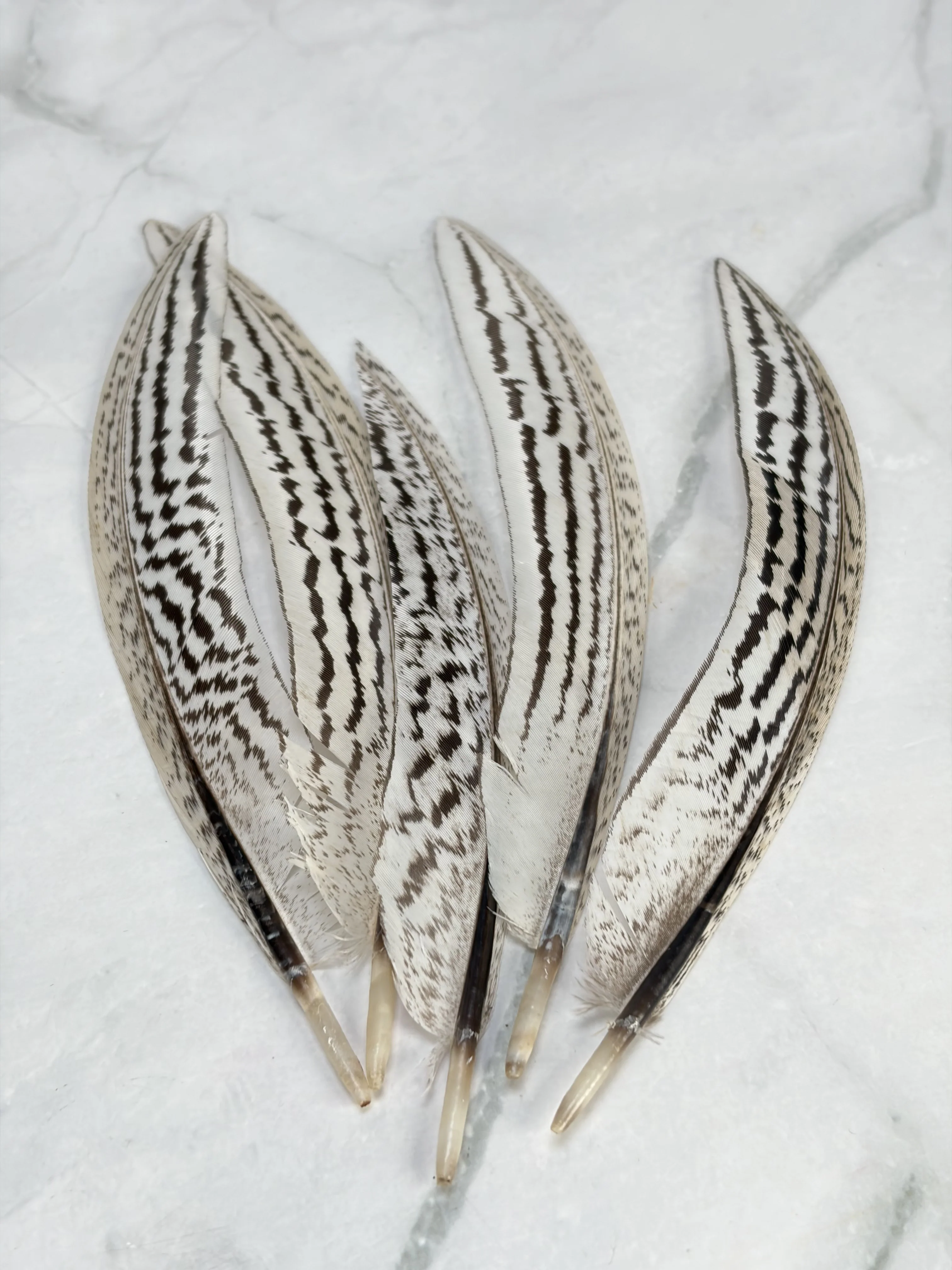 Plume de faisan argentée - Image 6