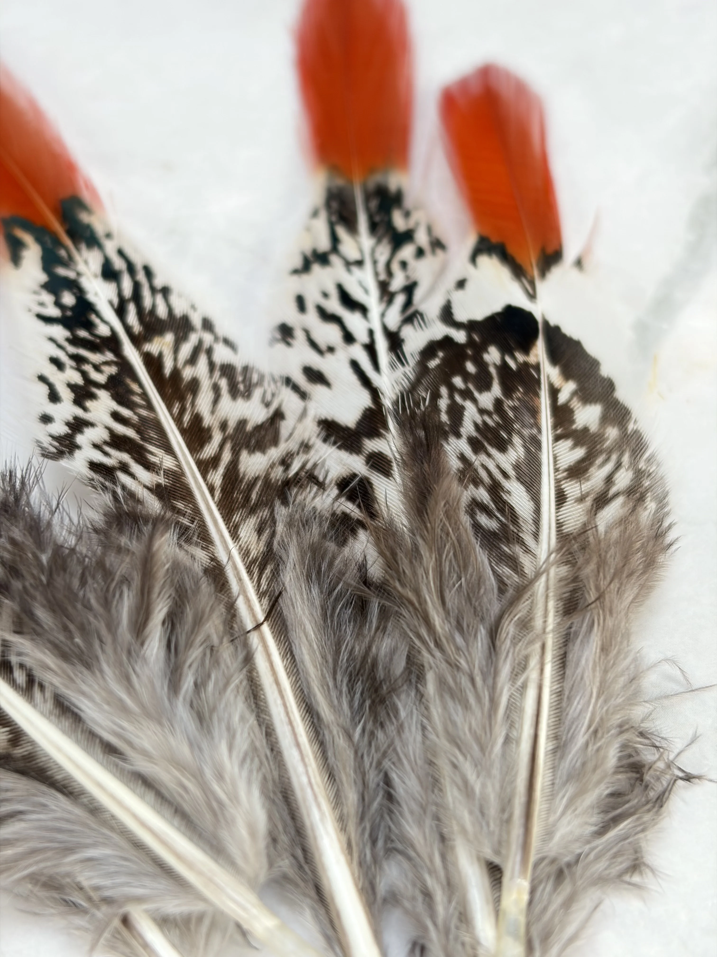 Plume de faisan Lady - Image 8