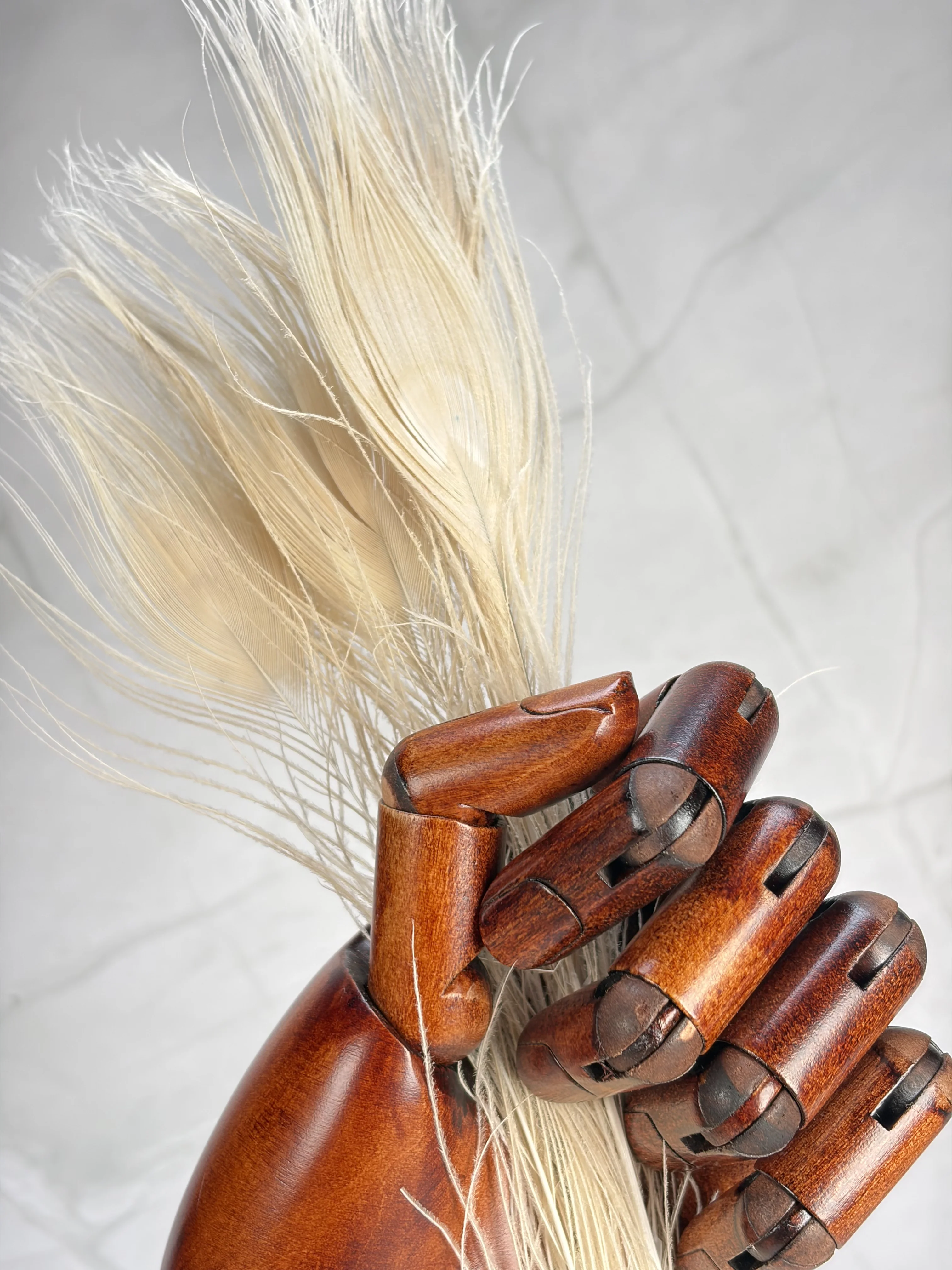 Plume de paon blanc - Image 3