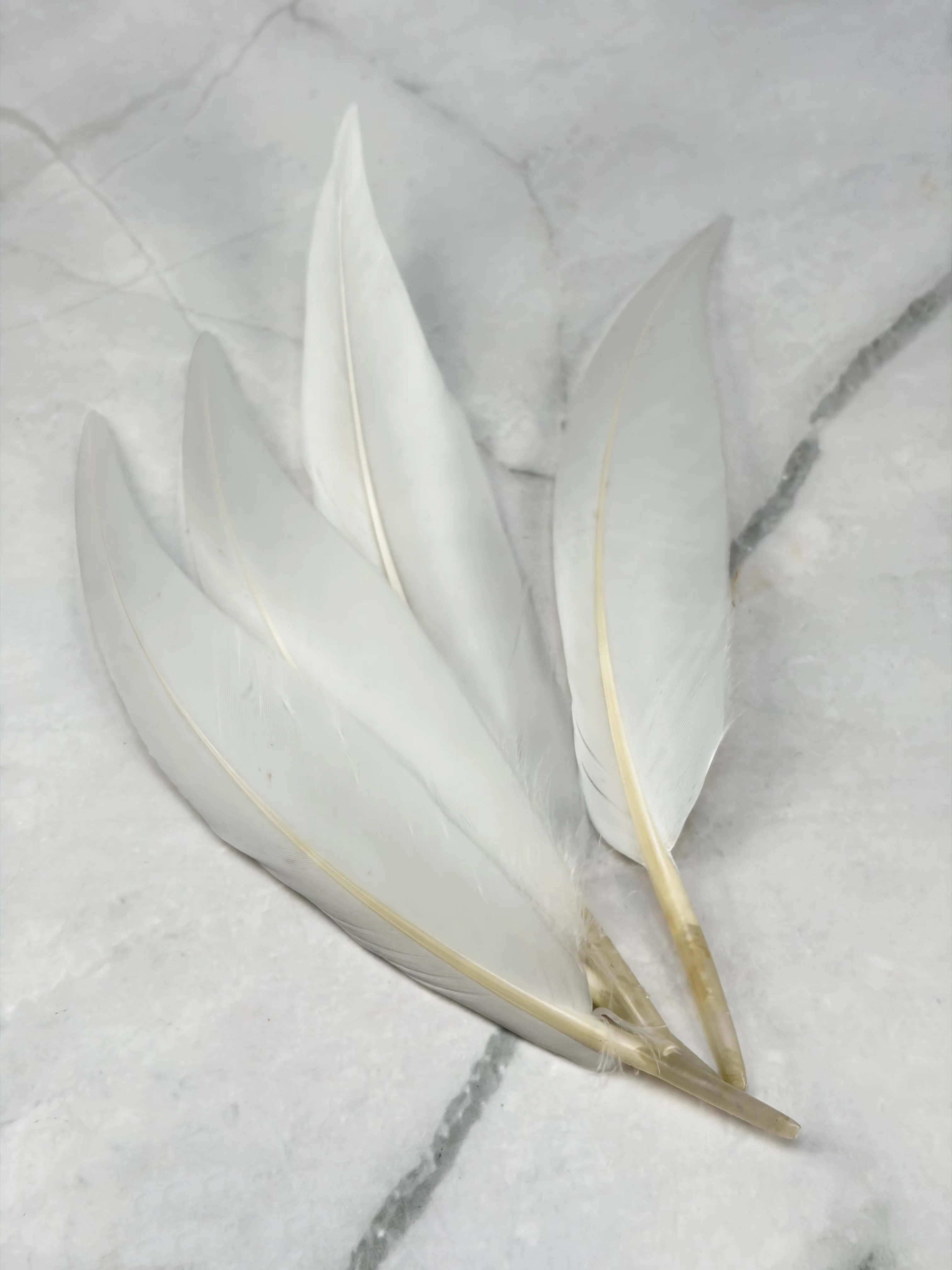 Plume d'oie blanche - Image 6